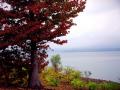 foret 11